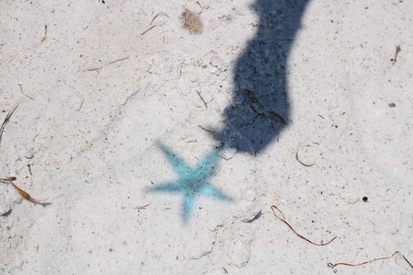 Starfish Stained Glass Piece